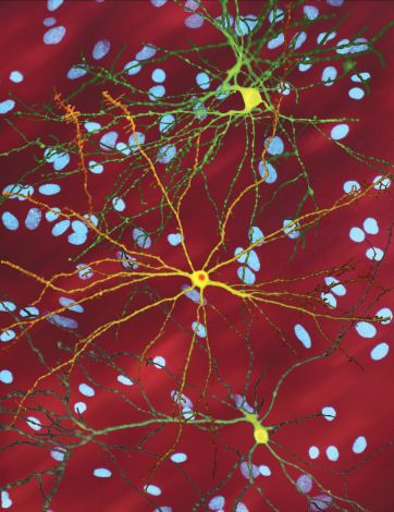 Health & Body - Clinical neurochemistry: mapping brain molecules to human symptoms