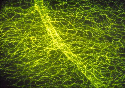 Health & Body - Catecholamine research: uncovering early milestones in physiology and pharmacology