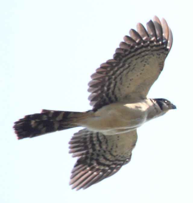 Wild Animals - Forest falcons: secretive hunters adapted to dense cover