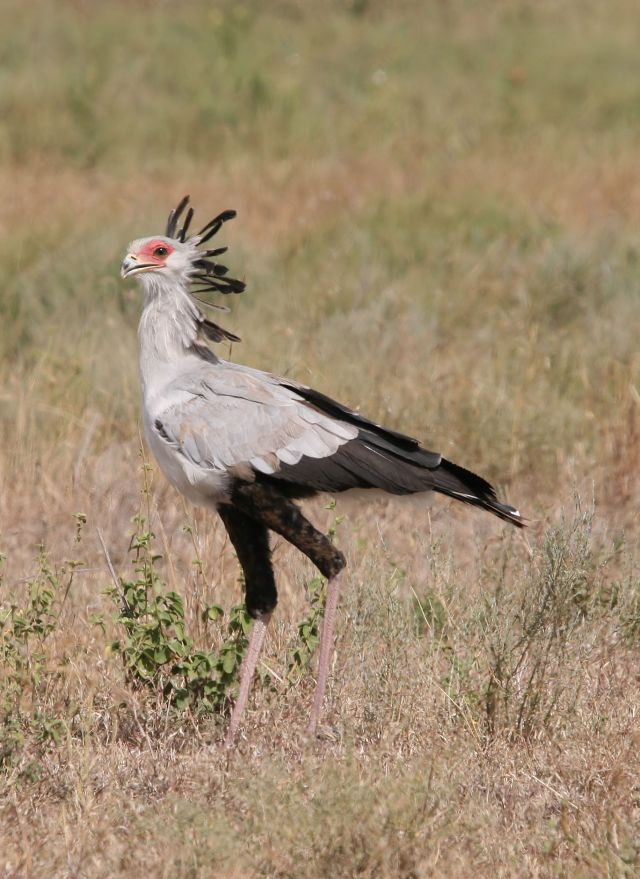 Wild Animals - Sagittariidae: the predatory bird family of the secretarybird
