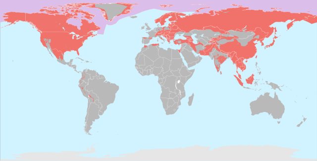 Wild Animals - Bears: large solitary carnivorans adapted across the globe