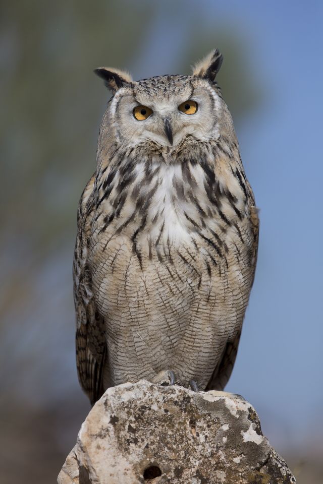 Wild Animals - Owls: silent nocturnal predators of the avian world