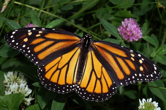 Wild Animals - Flight of the Butterflies: charting the monarch butterfly journey