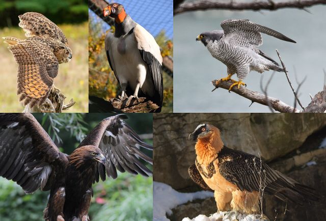 Wild Animals - Birds of prey: hypercarnivorous hunters of the skies