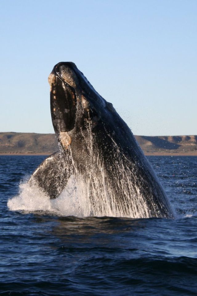 Ocean Life - Whales: the mammalian giants of the ocean