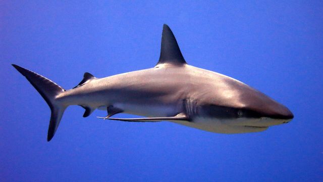 Ocean Life - Sharks: ancient ocean predators with cartilage skeletons