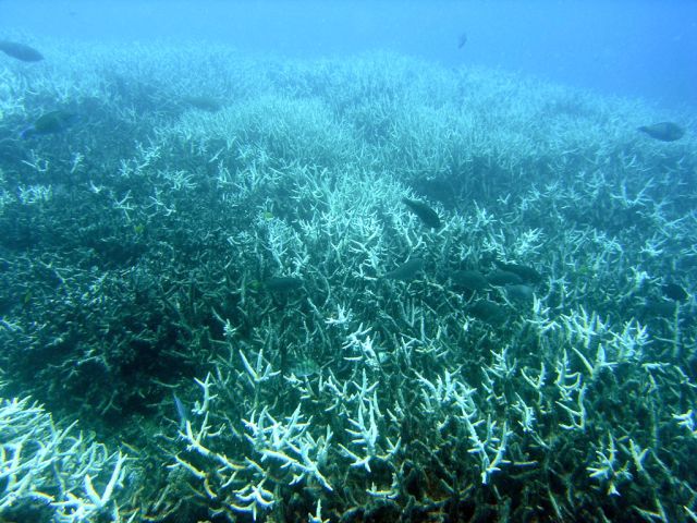 Ocean Life - Coral bleaching: how rising temperatures whiten reefs