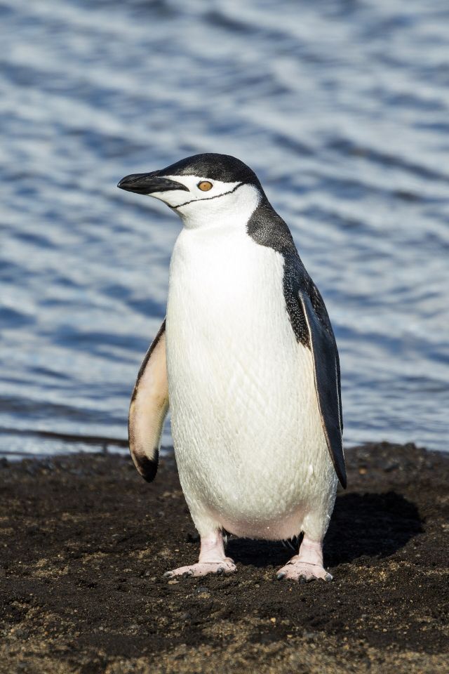 Ocean Life - Penguins: flightless birds built for southern seas