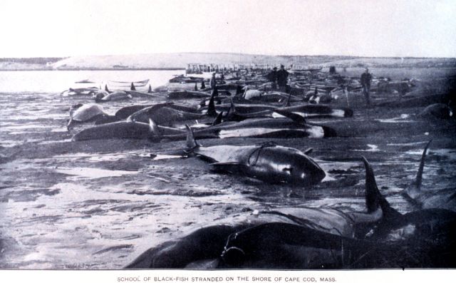 Ocean Life - Cetacean beaching: the mystery of stranded whales