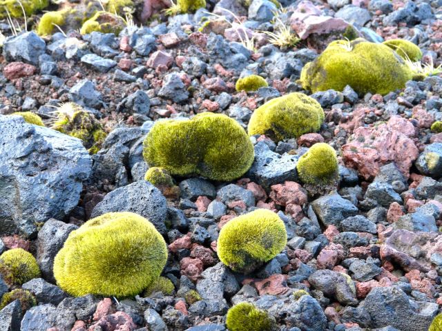 Planet Earth - Glacier mice: Mysterious moss balls rolling across polar ice