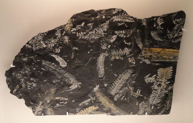 Planet Earth - Carboniferous rainforest collapse: When ancient tropical forests fractured