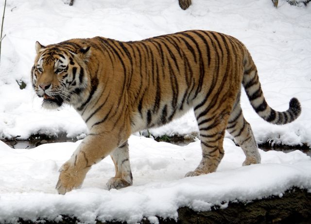 Wild Animals - Big cats: apex predators at the top of food chains