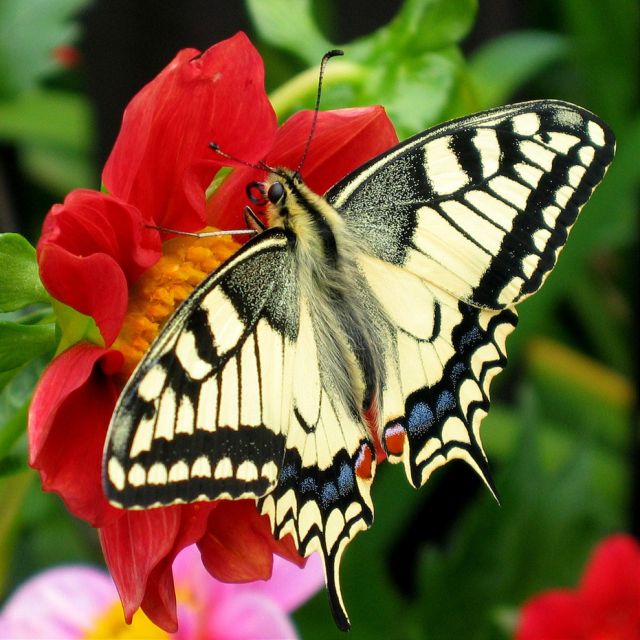 Wild Animals - Butterflies: the winged marvels of complete insect metamorphosis
