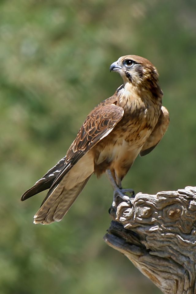 Wild Animals - Falconidae: the swift birds of prey originating in South America