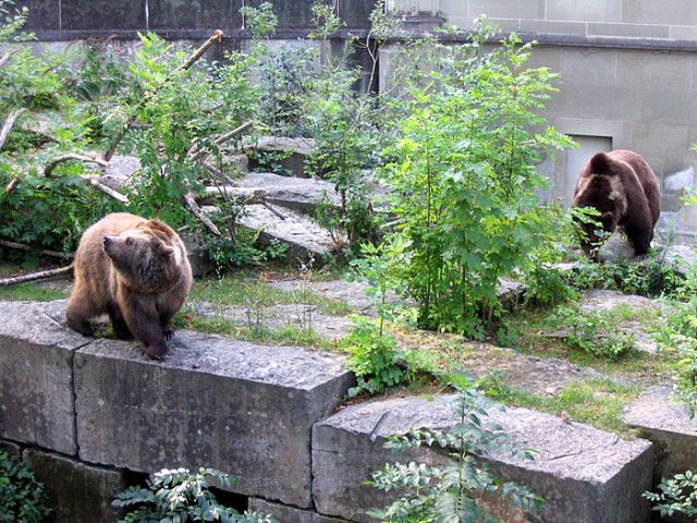Wild Animals - Bear pits: the historic enclosures of captive bear displays