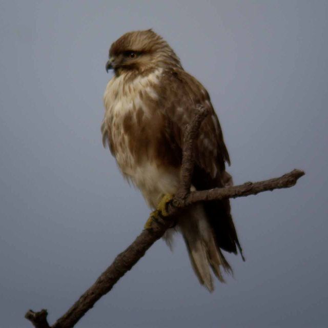 Wild Animals - Eastern buzzard: distinguishing a distinct East Asian bird of prey