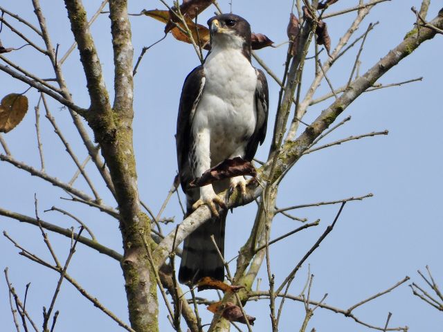 Wild Animals - Cassin's hawk-eagle: a rainforest raptor under habitat pressure
