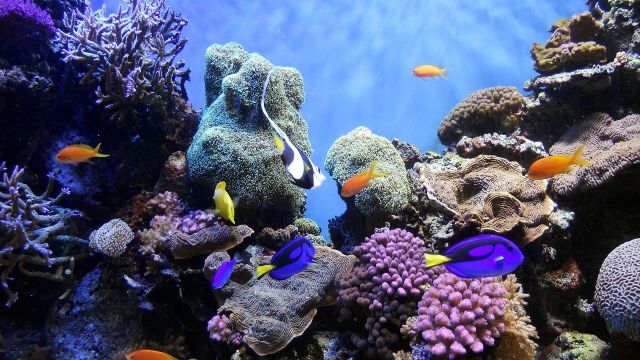 Ocean Life - Coral reef fish: extraordinary diversity in tiny ocean zones