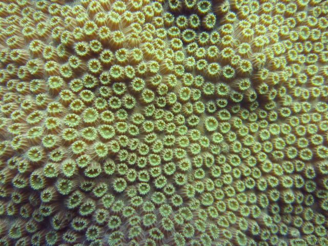 Ocean Life - Boulder star coral: Caribbean reef builder's hidden complexity