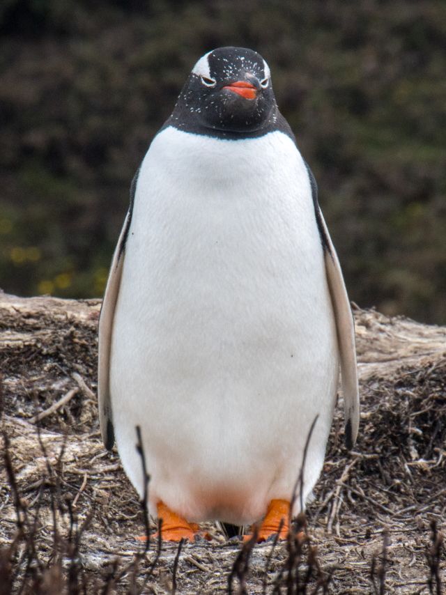 Ocean Life - Southeastern gentoo penguin: a newly recognized subantarctic species