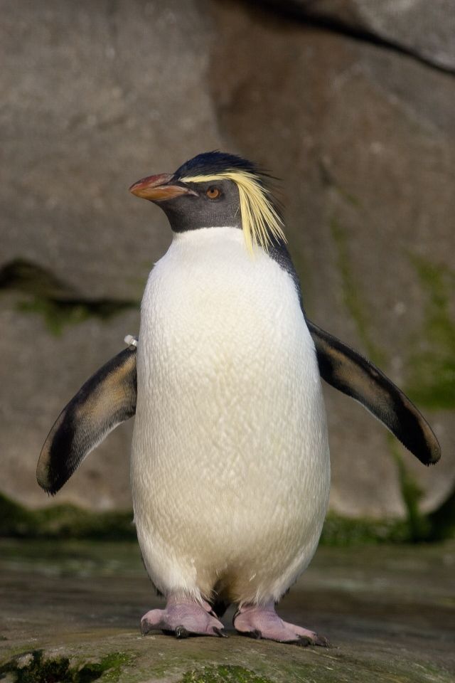 Ocean Life - Northern rockhopper penguins: dramatic declines in southern oceans