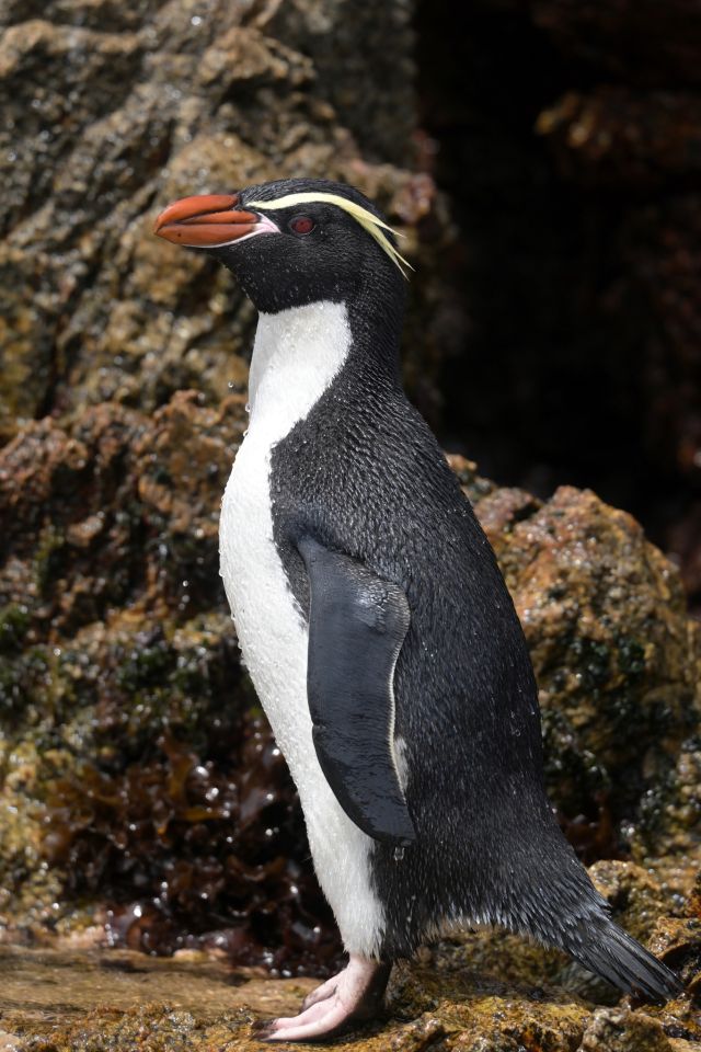Ocean Life - Snares penguin: New Zealand's island-bound crested seabird