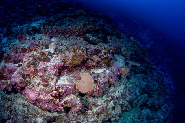 Ocean Life - Mesophotic reefs: life in the ocean's twilight zone
