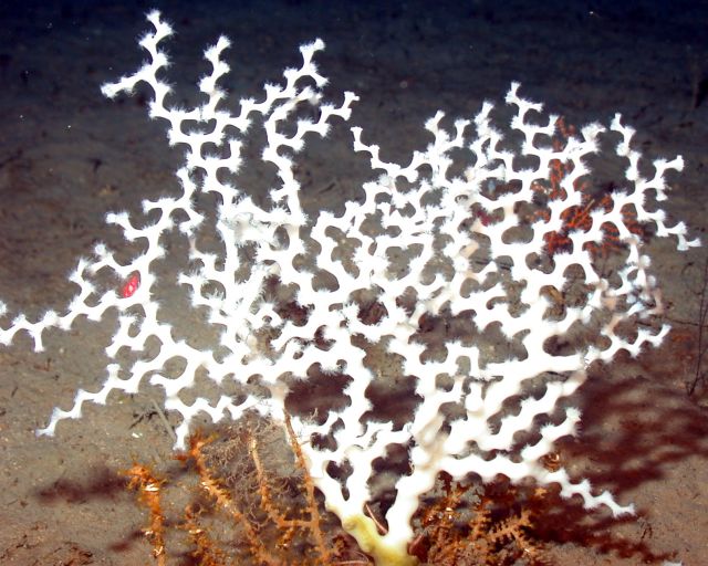 Ocean Life - Madrepora: branching horn corals that shape ocean reefs