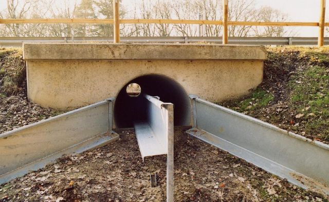 Great Structures - Herp tunnels: safe passages for migrating amphibians