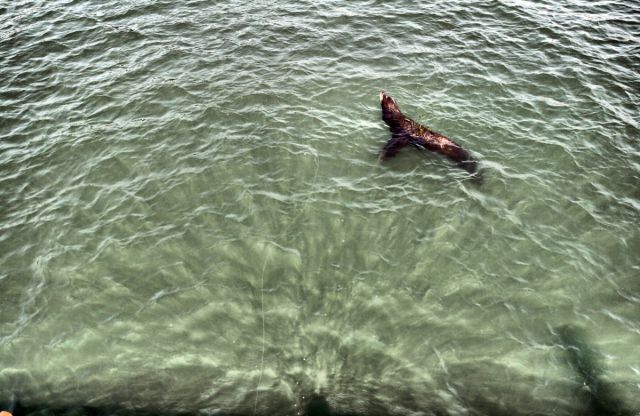 Science & Nature - The aureole effect: radiating beams over rippling water