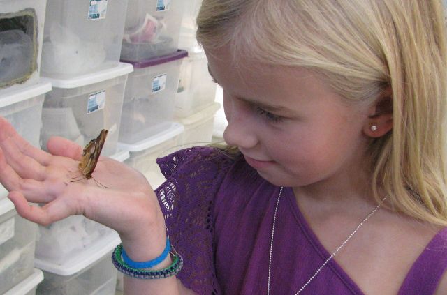 Wild Animals - Commercial butterfly breeding: raising captive insects for science