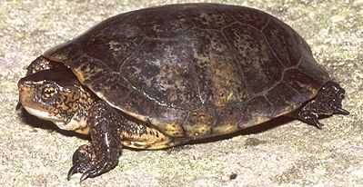 Wild Animals - California species of special concern: early warnings for wildlife