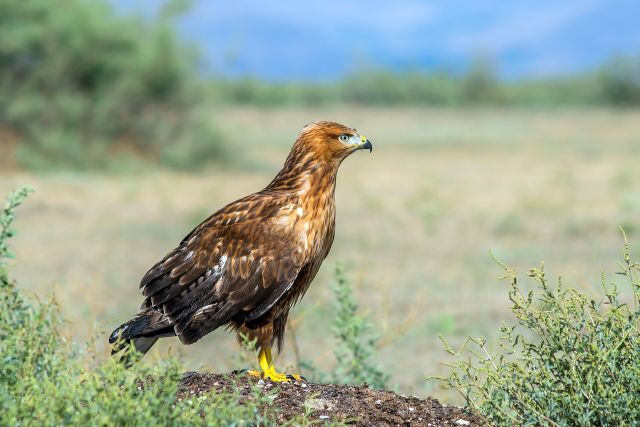 Wild Animals - Long-legged buzzard: the adaptable raptor across Eurasia