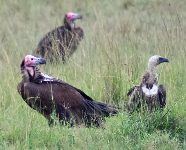 Wild Animals - Aegypiinae: the Old World vultures once inhabiting Australia