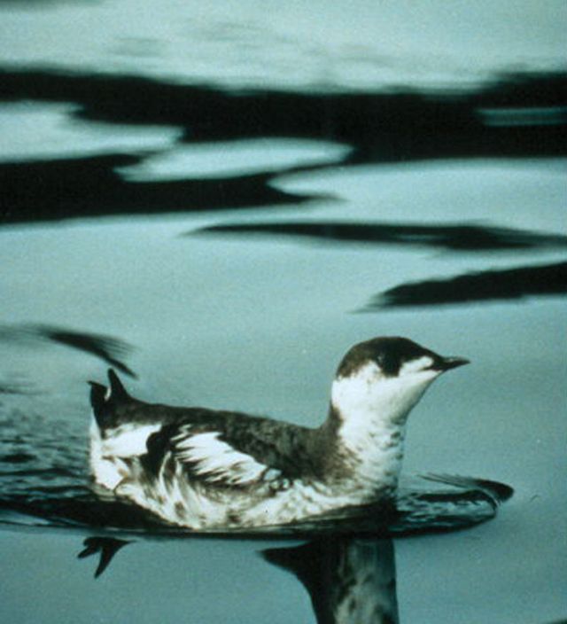 Wild Animals - Habitat Conservation Plans: balancing US development with wildlife survival