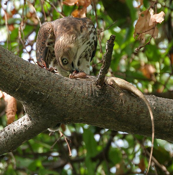 Wild Animals - Accipitrinae: the razor-sharp vision of true hawks
