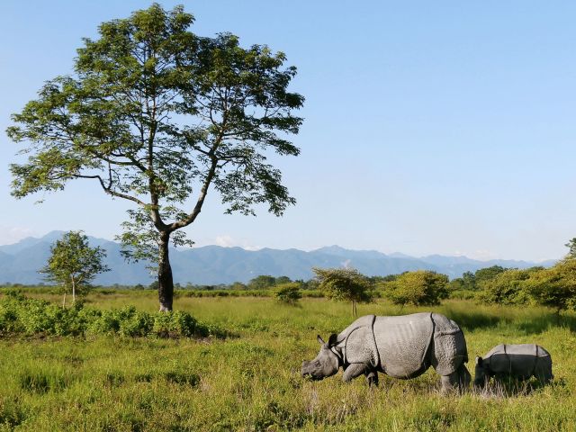 World Wonders - Manas National Park: Himalayan haven for endangered wildlife