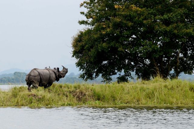 World Wonders - Kaziranga: Assam's riverbank haven for wildlife
