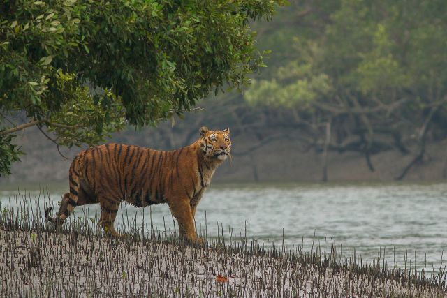 World Wonders - Sundarbans National Park: The vast mangrove tiger reserve