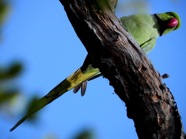 World Wonders - Keoladeo National Park: A thriving haven for migratory birds