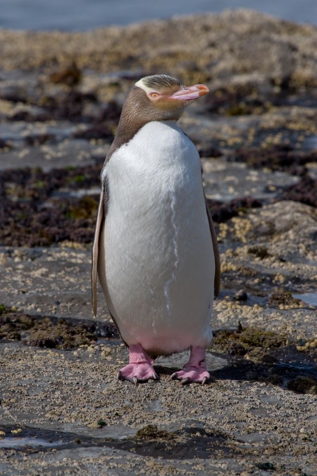 Ocean Life - Hoiho: New Zealand's declining yellow-eyed penguin