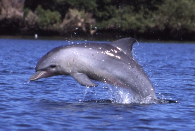 Ocean Life - Adelaide Dolphin Sanctuary: Australia's wild urban dolphin haven