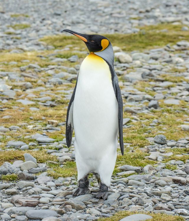 Ocean Life - King penguins: deep-diving monarchs of subantarctic islands