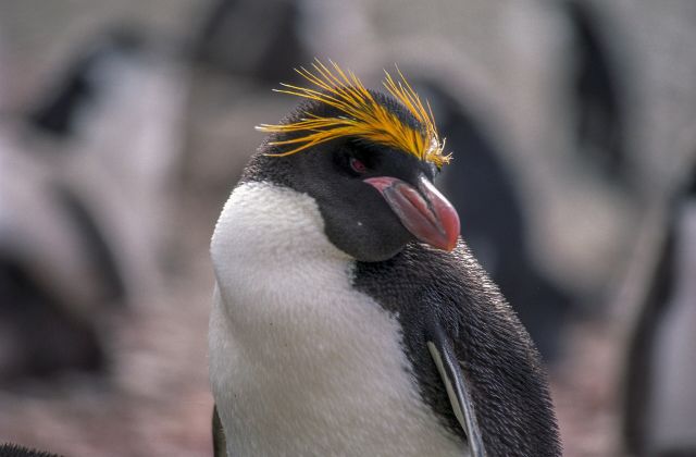 Ocean Life - Crested penguins: the mystery of the unequal eggs