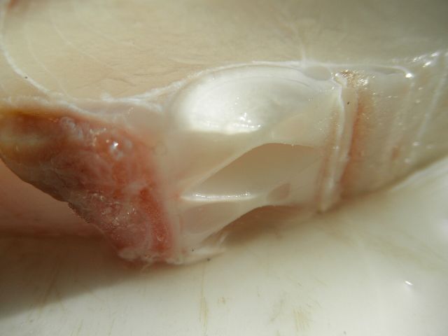 Ocean Life - The persistent medical myth of shark cartilage
