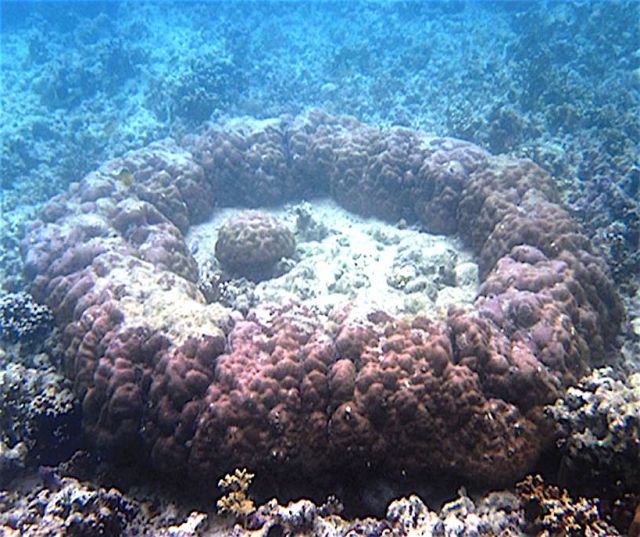 Ocean Life - Microatolls: circular coral colonies that record sea levels