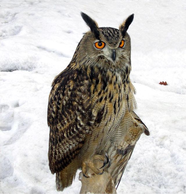 Wild Animals - Owl sound localization: pinpointing prey purely by ear