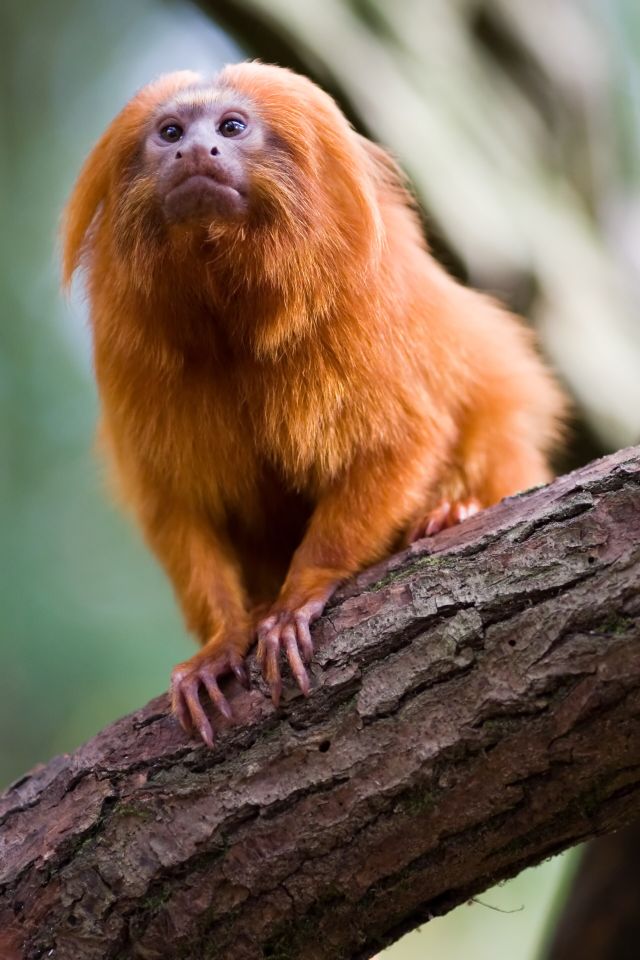Wild Animals - Endangered species: defining the threshold of extinction risk