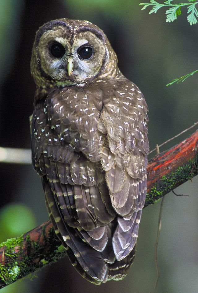 Wild Animals - Incidental take permits: balancing development and conservation