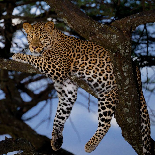 Wild Animals - The leopard: a versatile predator facing modern pressures